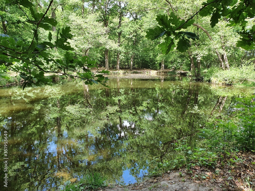 lake in forest lake in forest