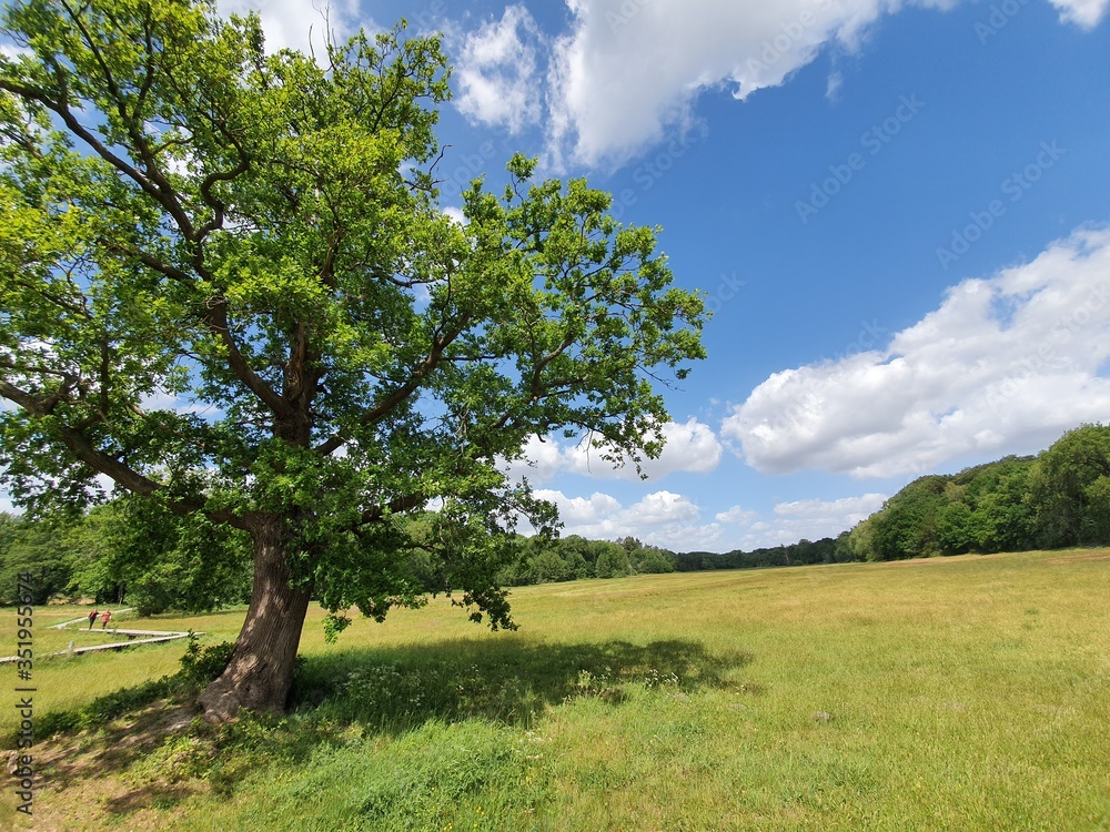 Fototapeta premium tree in the field