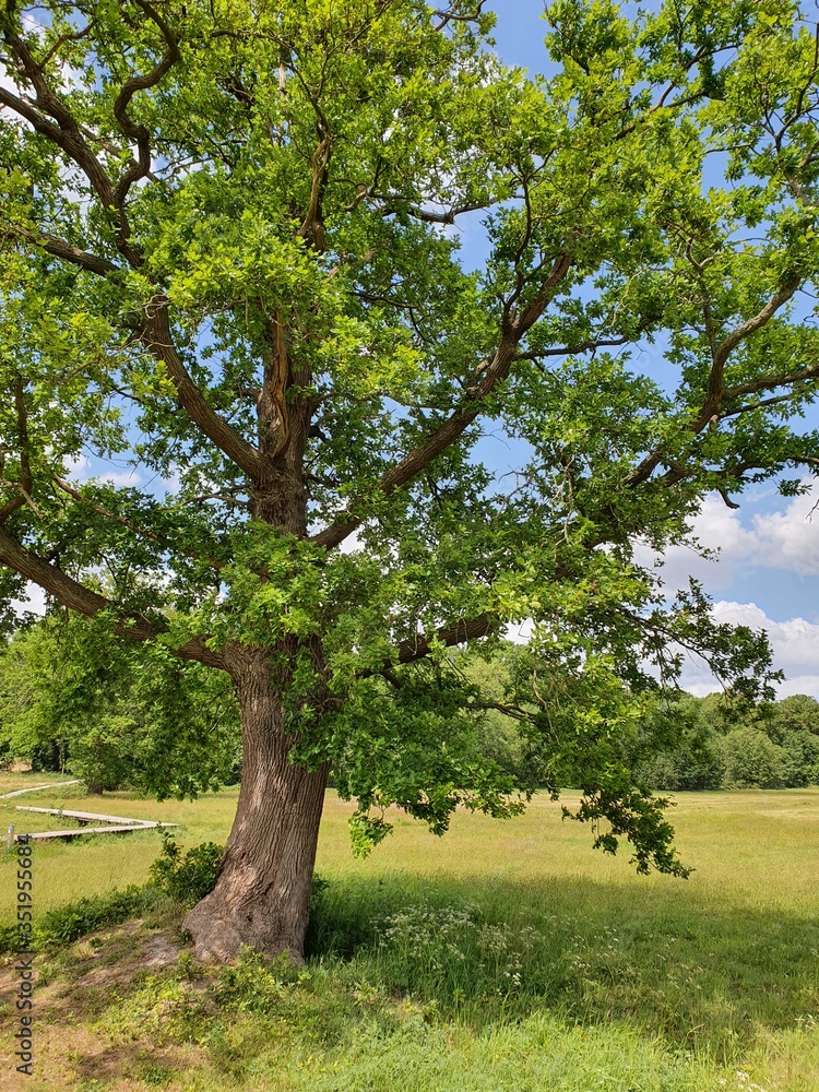 tree in field tree in field