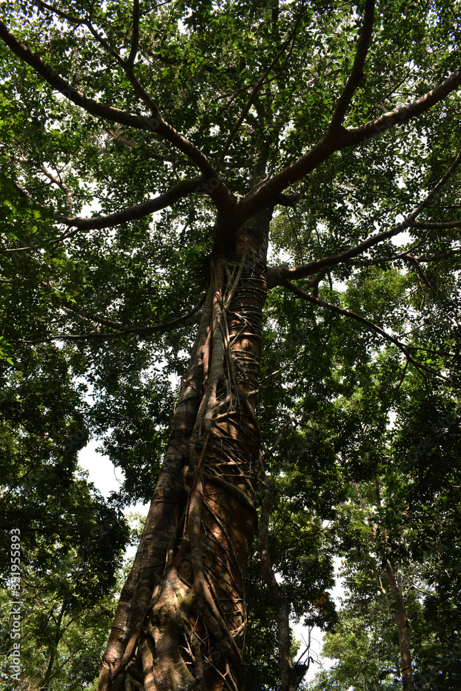 Fototapeta premium trees in the forest