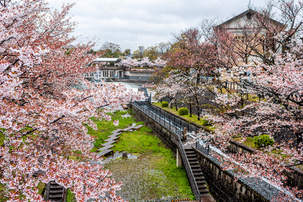 Fototapeta premium Kyoto neighborhood in spring with cherry blossom flower trees and Lake Biwa river canal in April in Japan during rain and buildings in background high angle view