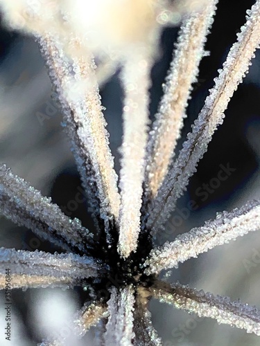 nahaufnahme eiskristalle winter pflanzen