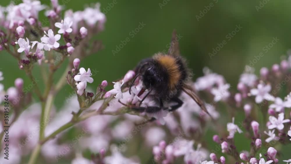 Bumblebee is collecting pollen on flowers for honey. Close up, macro shot, slow motion, selective focus Bumblebee is collecting pollen on flowers for honey. Close up, macro shot, slow motion, selective focus