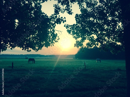 koppel gegenlicht sonnenaufgang blätter
