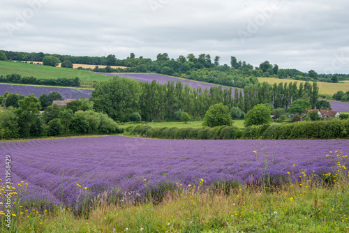 Fields of Lavender near Shoreham Kent UK