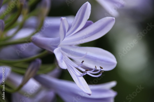 Beautiful Purple Flower 