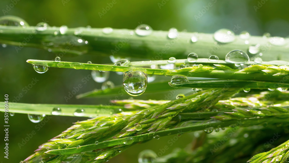 Green grass in nature with raindrops Green grass in nature with raindrops