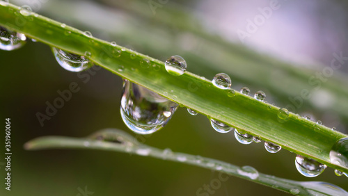 Green grass with drops of dew and rain 