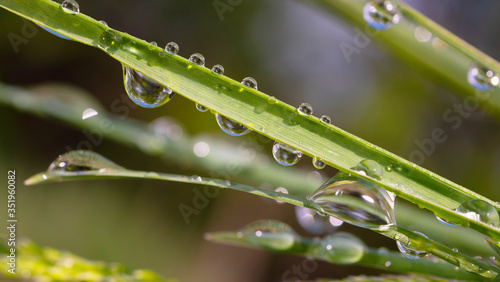 Green grass with raindrops, summer outdoors. 