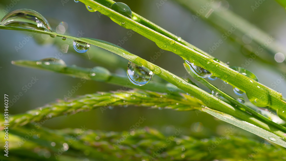 Green grass with drops of dew and rain Green grass with drops of dew and rain