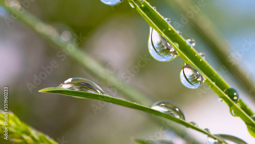 Green grass with drops of dew and rain 