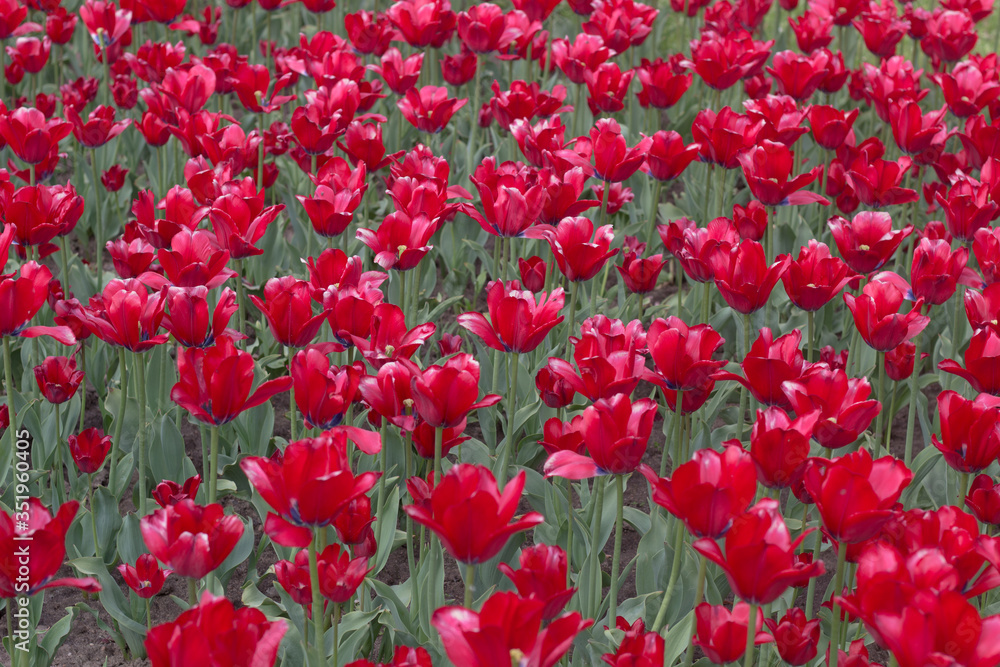 background field of red tulips