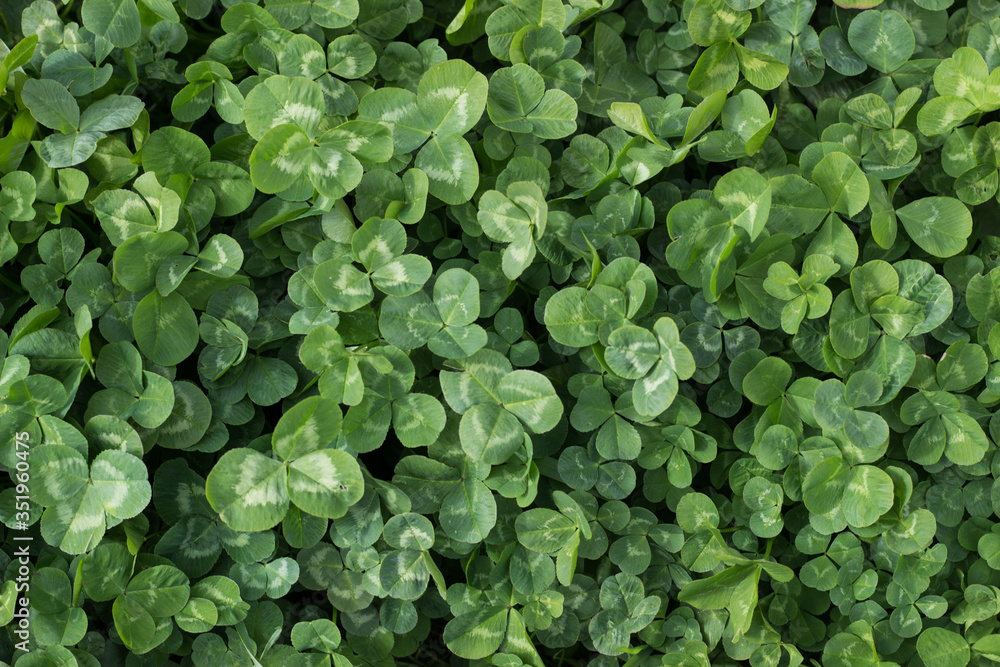 green background of clover green background of clover