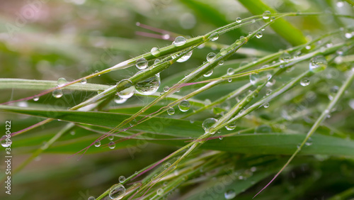 Green grass with raindrops, summer outdoors. 