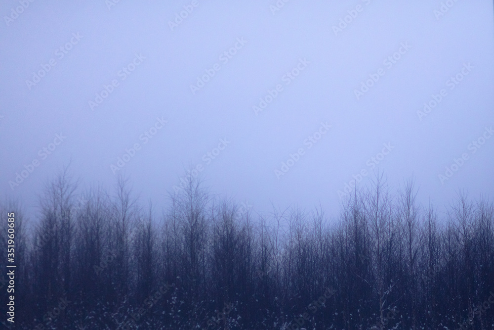 Foggy forest in a gloomy landscape Foggy forest in a gloomy landscape