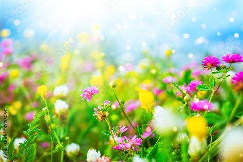 Wildflowers against a blue sky in sunny day