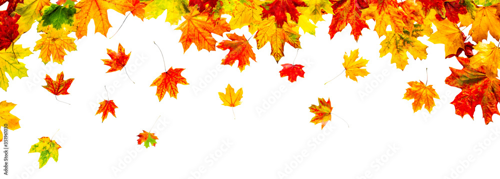 Colorful autumn leaves isolated on white background Colorful autumn leaves isolated on white background