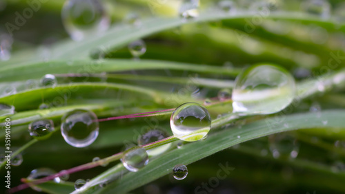 Green grass with raindrops, summer outdoors.