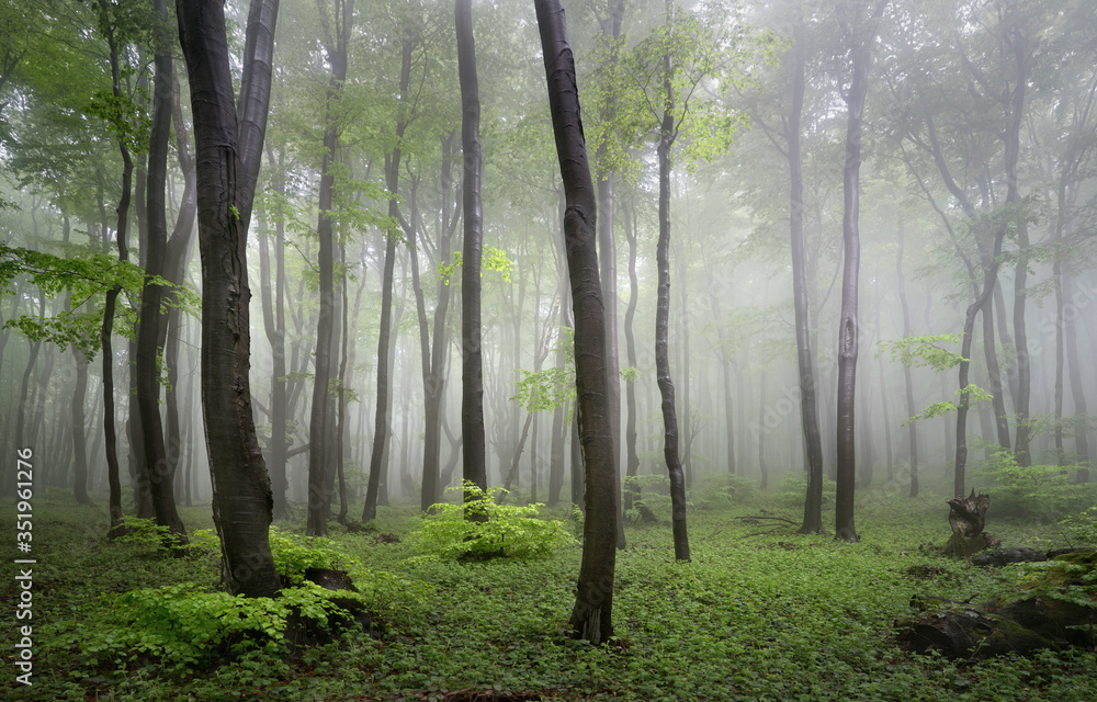 Obraz premium The foggy forests