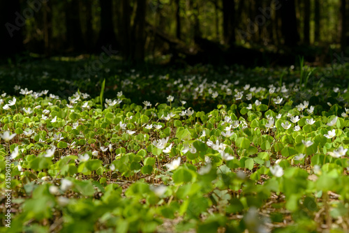 Oxalis articulata or acetosella. Medicinal wild blossoming wood sorrel herb. Grass with white  pink or yellow flowers growing in the forest or glade. Healthy plant used as food and drink ingredient.