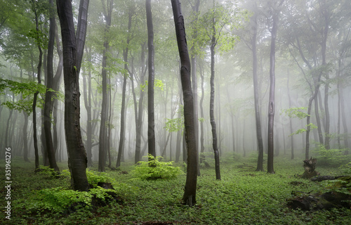 The foggy forests