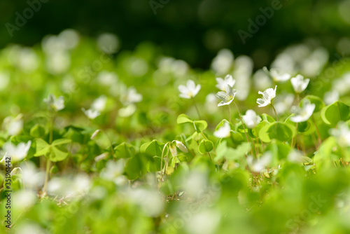 Oxalis articulata or acetosella. Medicinal wild blossoming wood sorrel herb. Grass with white  pink or yellow flowers growing in the forest or glade. Healthy plant used as food and drink ingredient.