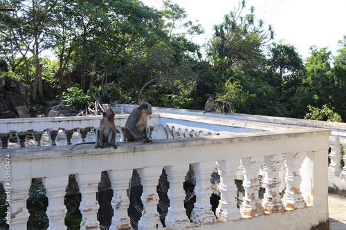 Singes d'un temple à Battambang, Cambodge