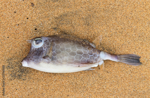 A boxfish in Praia Grande, on the north coast of Principe island, São Tomé and Príncipe photo