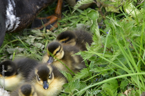 baby duck and ducklings © Mihai