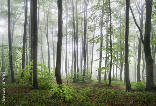The foggy forests