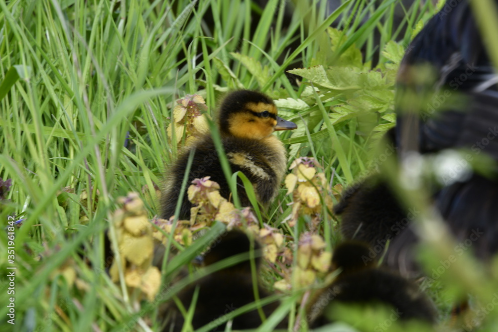 Fototapeta premium little duck in the grass