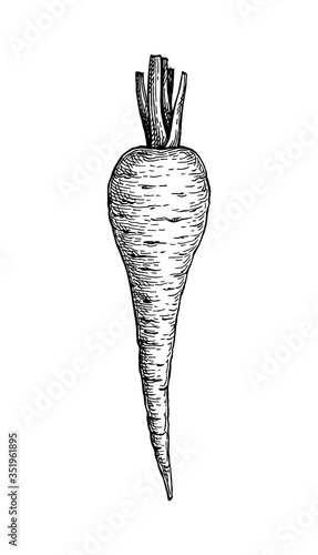 Ink sketch of parsnip