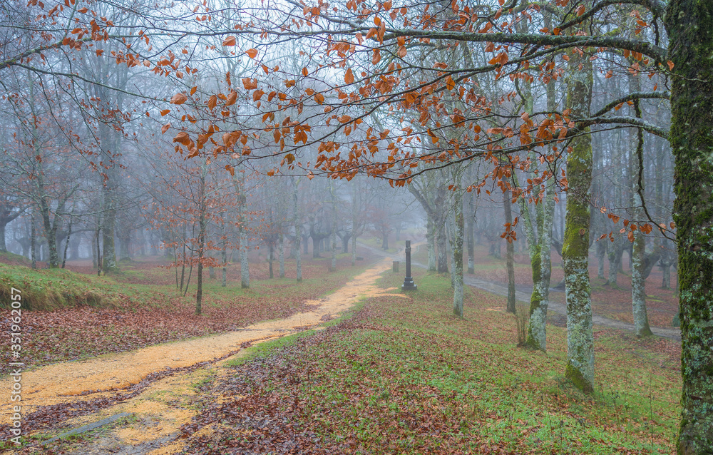 a scene of crossing paths in a foggy day