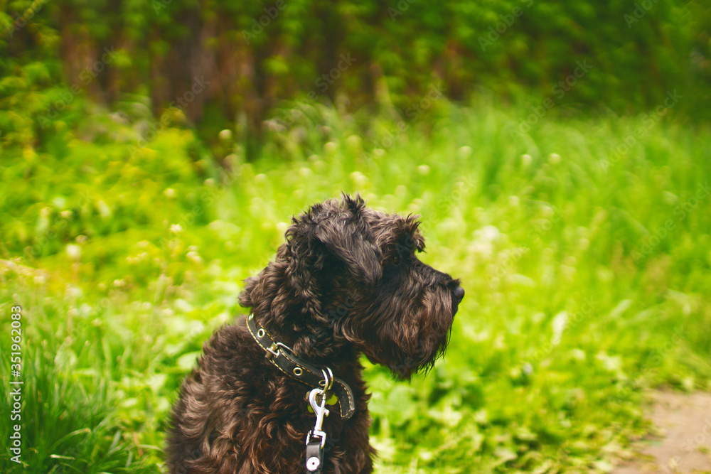 Domestic dog miniature schnauzer Domestic dog miniature schnauzer