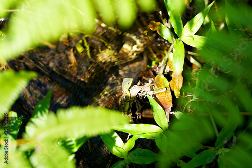 Small lizard in the jungle