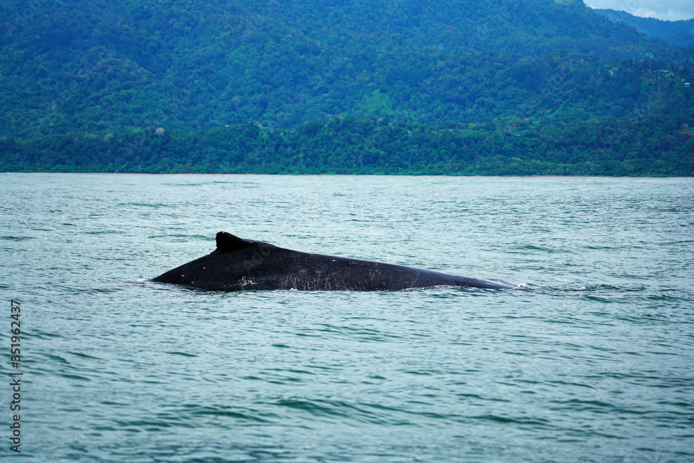Fototapeta premium Group of humpback whale back in Costa Rica