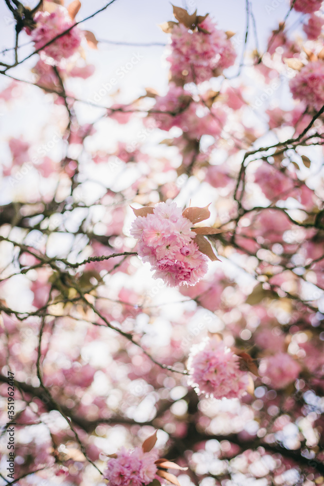 Obraz premium pink cherry blossom