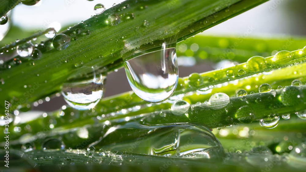 Fototapeta premium Raindrops on the grass. Nature
