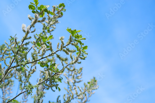 White willow - salix alba - tree with funny white blossoms and fresh green leaves growing at forest edge in middle Germany - Bavaria  Europe. Wild tree branch with blue sky in May spring sunshine.