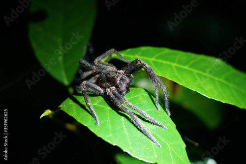 Hairy spider on a leaf at night