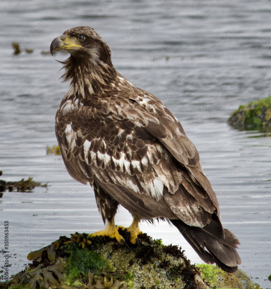 Fototapeta premium red tailed hawk