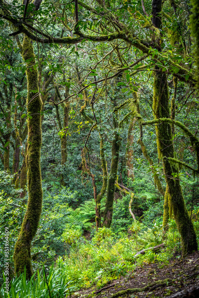 Üppige Vegetation im Anaga-Gebirge auf Teneriffa Üppige Vegetation im Anaga-Gebirge auf Teneriffa