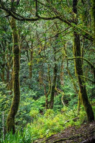 Üppige Vegetation im Anaga-Gebirge auf Teneriffa