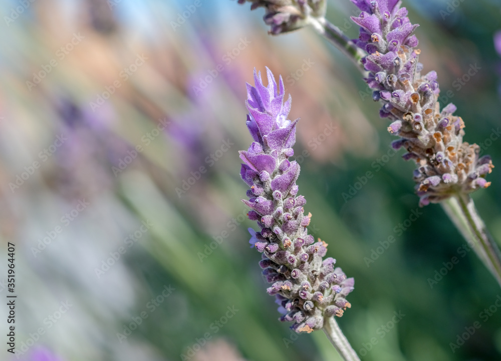 Close up of flower of Lavandula angustifolia, true or English lavender on colorful blur background. Selective focus on violet lavender flower in garden in sunny day. Natural floral background. Macro.