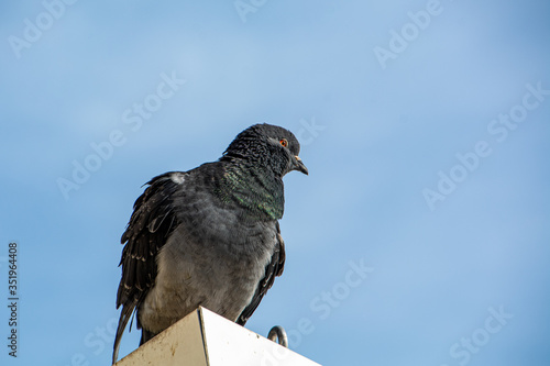 Close up shot of a pigeon with a bright blue sky in the background