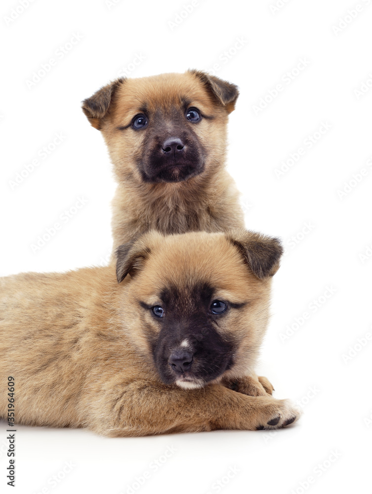 Fototapeta premium Two small dogs.