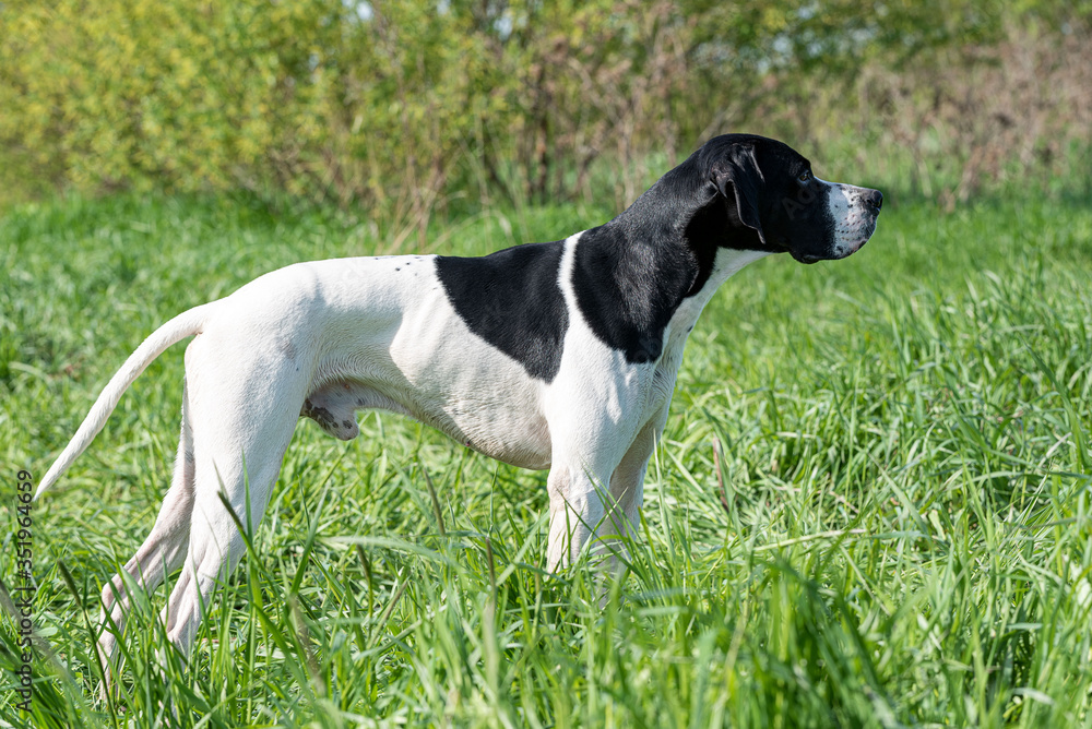 the hunting dog freezes in place, sniffing the scent of game in the green grass. Horizontal photo of the pointer
