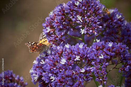 Painted Lady Butterfly on Purple Sea Lavender flowers.  Frontal and side views.