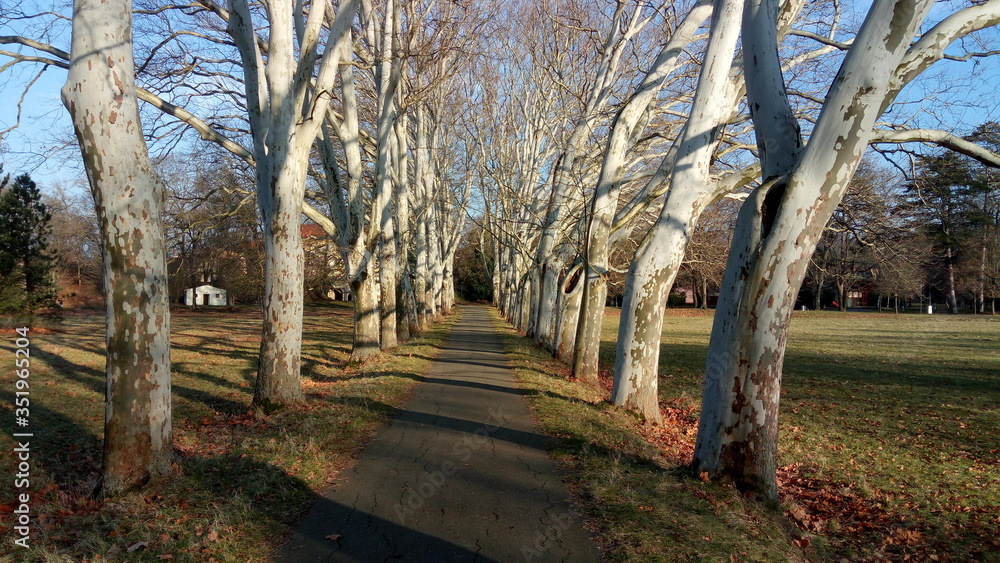 Naklejka premium Plane tree alley