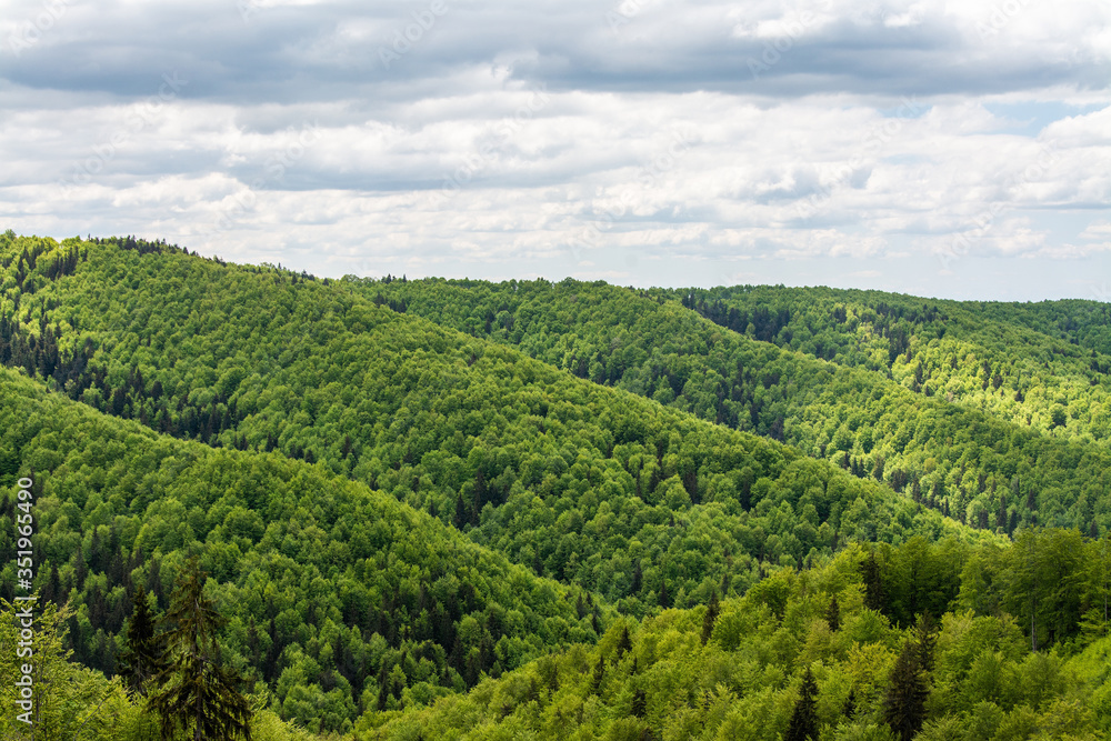 green forest in the mountains